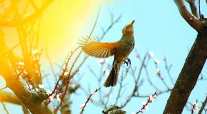 P表紙：鳥2